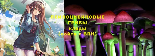 прущие грибы Тихвин
